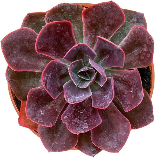 4-inch Succulent Echeveria 'Rob Roy', Live Succulents Plants Fully Rooted in Pots with Soil, Easy-Care House Plants for DIY, Home Office Decoration