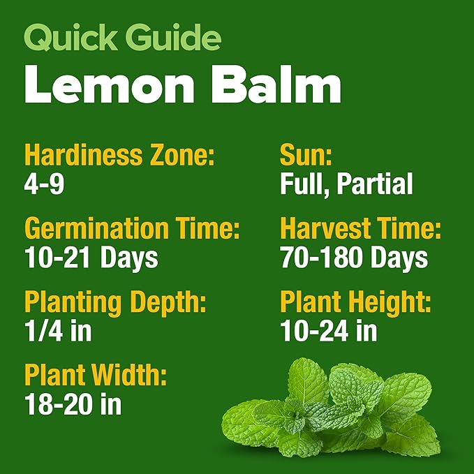 HOME GROWN 𝗨𝗦𝗔 𝗣𝗥𝗘𝗠𝗜𝗨𝗠 Lemon Balm Seed Pack - 403 Non-GMO USA Heirloom Herbal Tea Seeds - Bulk Lemon Balm Seeds for Planting Gardens Indoors or Outdoors - Herb Seeds (Melissa officinalis)