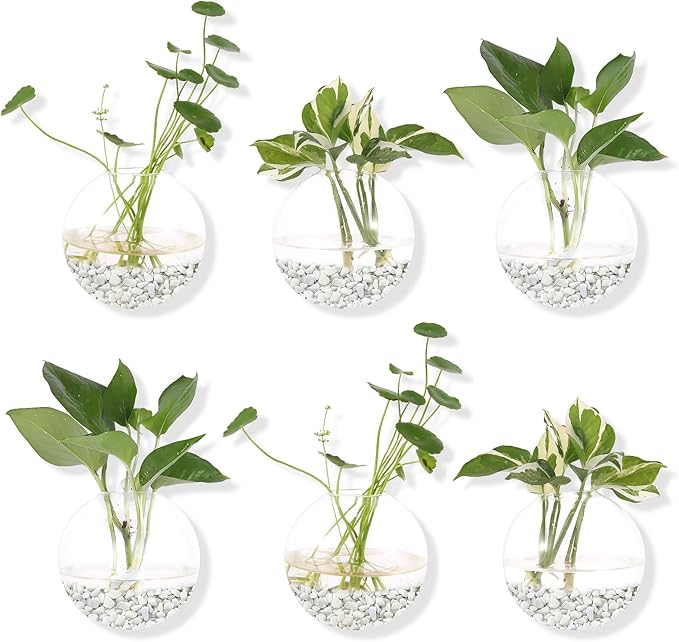 Pack of 6 Glass Planters Wall Hanging Planters Round Glass Plant Pots Hanging Air Plant Pots Flower Vase Air Plant Terrariums Wall Hanging Plant Container