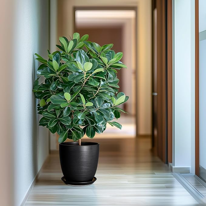 Ceramic Plant Pot 10 Inch - Large Planter Pots for Plants Indoor Outdoor Glazed Round Flower Pot with Drainage Hole and Saucer Black