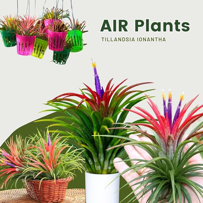 Air Plants, Tillandsia Air Plants Live Houseplants for Garden, 14 Red Lonantha Tillandsia Plant, Air Plant for Planting, 2 to 3 Inc Long