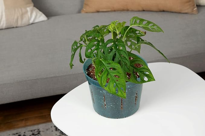 rePotme Orchid Pot - 8 inch Slotted Orchid Pots with Holes - 3 Pack (Blue Sapphire)