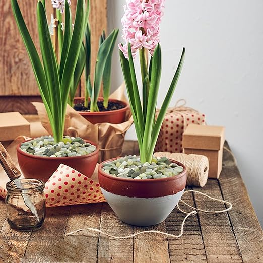 5LB Succulent Jade Pebbles, 3/8 Inch Natural Decorative Polished Stones, River Rocks for Vase, Flowerpot, Indoor and Garden Decoration