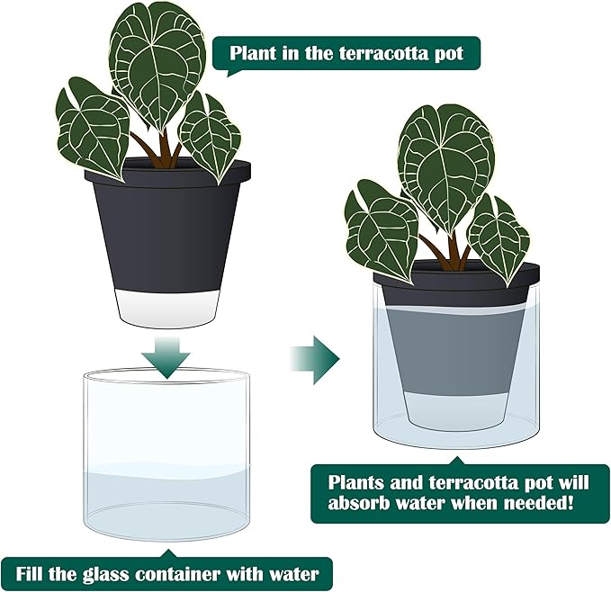 D'vine Dev 6 Inch Design Self Watering Planter for Indoor Plants, Black Terracotta Pot with Cylinder Glass Cup, 37-X-B-3