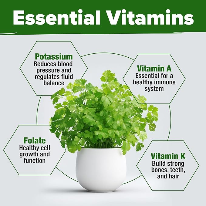 HOME GROWN Cilantro Seeds 250 Calypso & 250 Santo Cilantro for Planting Indoors, Hydroponics or Aerogarden - Heirloom, Non-GMO, Santo Plant, for Your Indoor Herb Garden