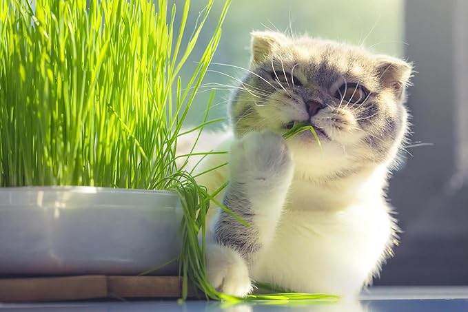 Cat Grass Planting Mix - Cultivate Nutritious Grass for Your Beloved Kitty - 4 QUARTS