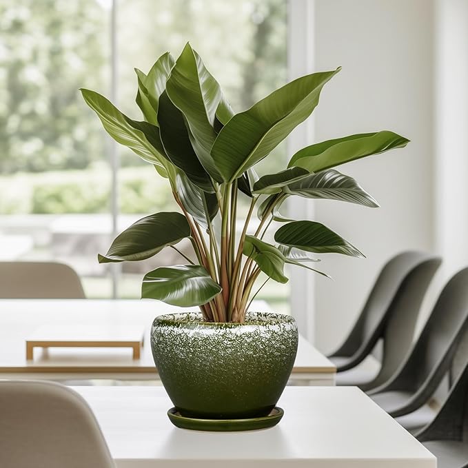 6 Inch Plant Pot - Ceramic Planter Pot with Drainage Hole and Saucer, Glaze Succulent Pot Modern Round Flower Pot for Indoor Plants, Dark Green