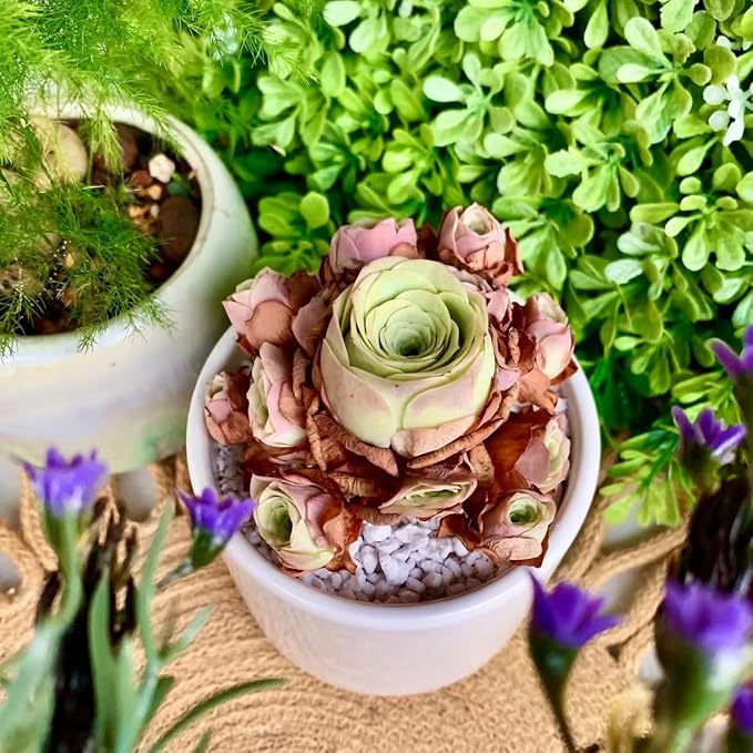 FWPP Live Succulent Plants Echeveria Mountain Rose,Mini 3 Inches Succulents Live House Plants,Bare Root Without Pot Soil,Live Plants Indoor for Gift Party Wedding Garden Baby Shower DIY Decor