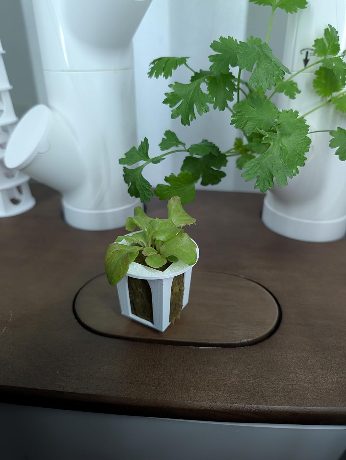 Grow Cubes for Hydroponic System/Compatible with Gardyn (5 Grow Cubes)