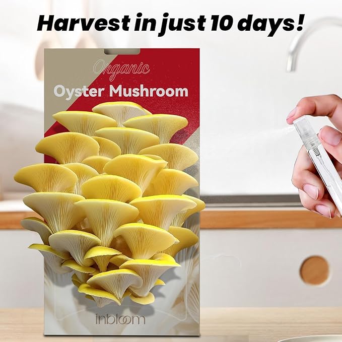 inbloom Large Organic Golden Oyster Mushroom Growing Kit (4 lbs), Double-Side Yellow Mushroom Grow Kit, MD USA Non-GMO Mushroom Kit, Harvest Mushrooms in 10 Days at Home, Indoor Gardening for Adults