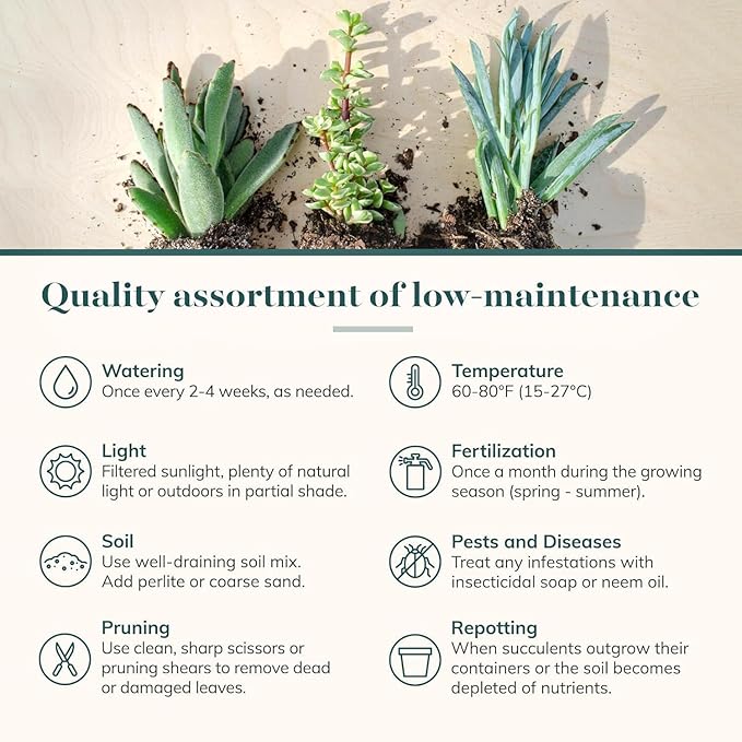 Shop Succulents Colorful Succulent Plant Pack 2" Grow Pot Pack of 4