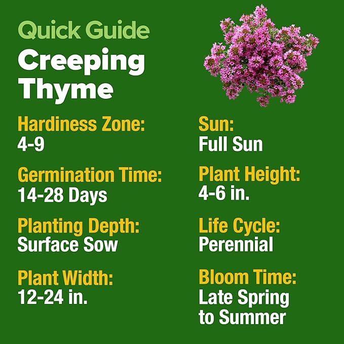 Home Grown Purple Creeping Thyme Seeds – Non-GMO Ground Cover Flowers – 22000+ Edible Herb Seeds for Planting Lawns & Paths – 3g Perennial Thymus serpyllum