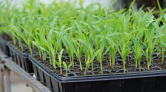 Gardzen Seed Starter Tray, 5 Pack Smiling Face Plant Germination Trays with Total 350-Cell, Seed Starter Kit with Humidity Vented Domes and Bases for Starting Vegetable Flower Herb Seeds 18" x 14"