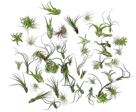 Air Plants Bulk - Tillandsia Variety Wholesale Pack, Regular 1-3" - 50ct - Live Arrival Guaranteed - House Plants for Home Decor & Gift