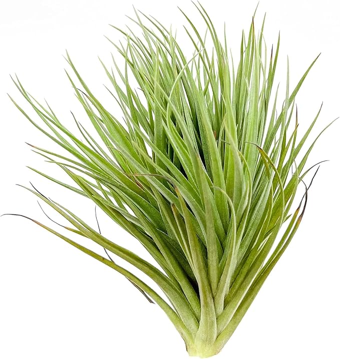 Air Plants - Flowering Tillandsia Rose BAER, Large 5" - 3ct - Live Arrival Guaranteed - House Plants for Home Decor & Gift