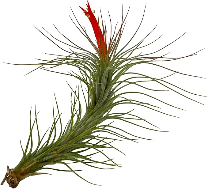 Air Plants - Elsker Gift Box - Large 4" - 5ct - Live Arrival Guaranteed - House Plants for Home Decor & Gift