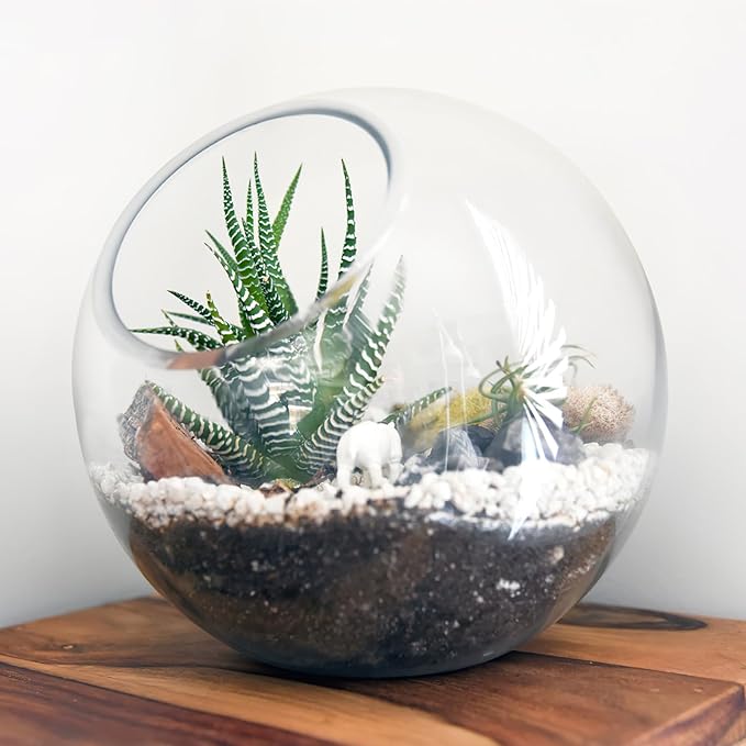 Mipcase 3 Pcs Plant Terrarium Plant Holder Terrarium Air Plant, 3 Round Glass Vase for Succulents, Clear Bubble Planter for Home Decor, Oblique Opening Glass Bowls Succulent Orbs Mini Tank