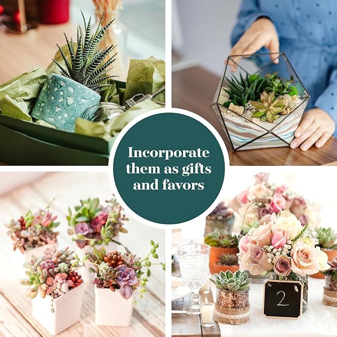Shop Succulents Endless Summer Succulent Pack Collection - Live Mini Succulent Plants, Low Maintenance, Colors & Textures - Wedding and Party Favors, Gift & Garden, Pack of 20