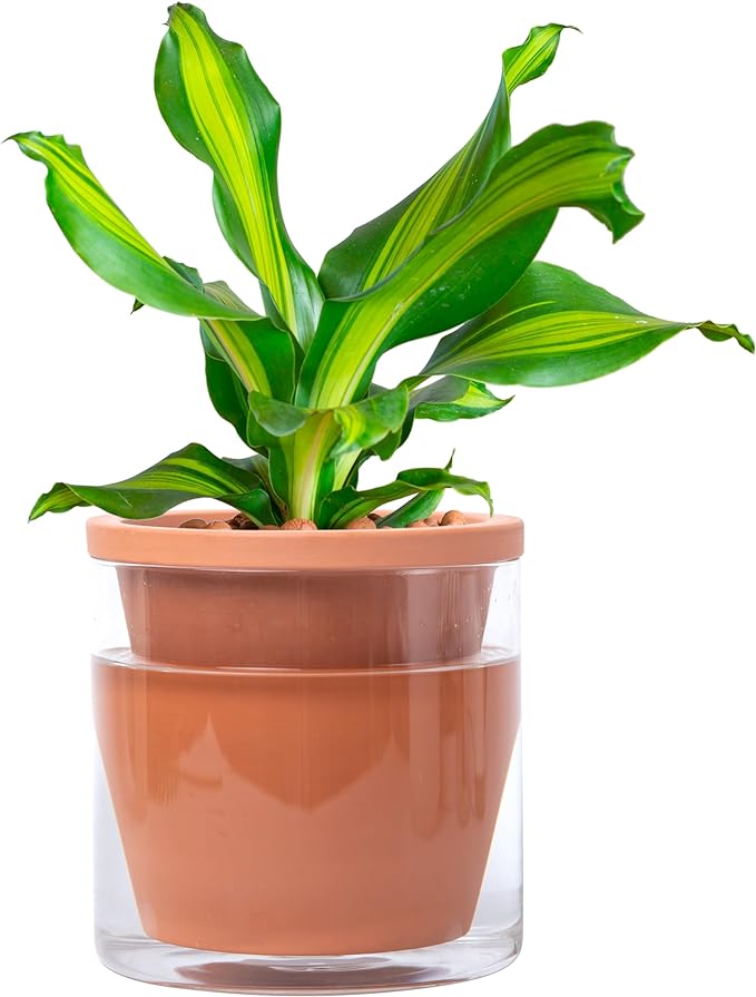 D'vine Dev 6 Inch Design Self Watering Pot for Indoor Plants, Terracotta Planter with Cylinder Glass Cup, Set of 1, 37-X-B-1