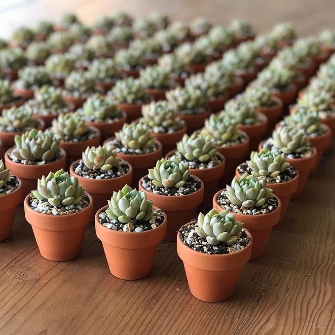 3 inch Terracotta Clay Pots Pack of 18, Small Plant Pots with Drainage Holes and Saucers, Mini Nursery Plant Pots for Succulents, Cactus, Indoor,Outdoor,Halloween Decor