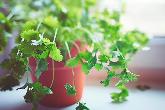 Cilantro Plant Potting Soil - Enhance Flavor and Health with Professional Grade Nutrient-Rich Mix - 3 Quart
