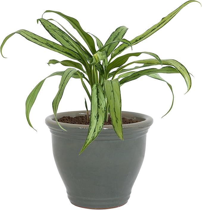 Sunnydaze 15" Large Ceramic Plant Pot - Round Outdoor Glazed Ceramic Planter Pot with Drainage - Gray - Studio