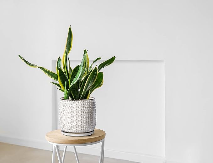 D'vine Dev 8 Inch 6 Inch Ceramic Indoor Planter Pots with Drainage Hole and Saucer, Beaded Design Flower Pots, Set of 2, Smoked White, 27-D-P-1