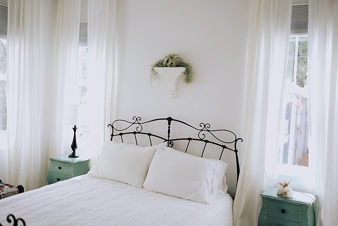 Air Plant Shop 30 Pack Tillandsia Air Plant Grab Bag of Premium Medium & Large Plants- Wholesale and Bulk - Succulents - Live Tillandsia - Easy Care Indoor and Outdoor House Plants