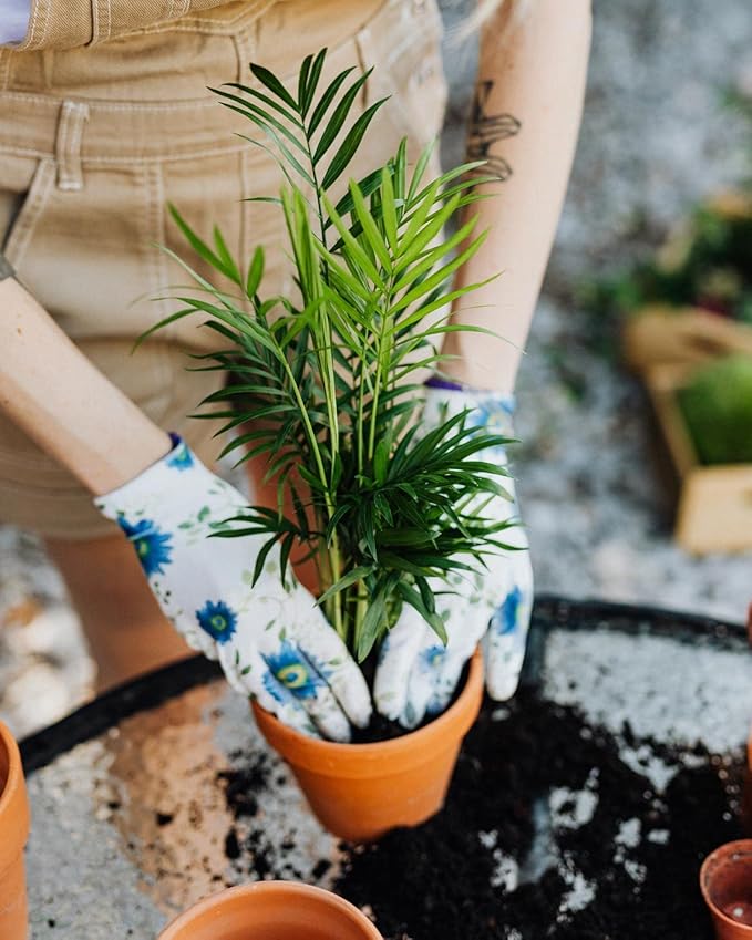 Palm Tree Potting Mix - The Ultimate Soil for Strong and Healthy Palms - Top Choice for Palm Tree Growers [4 Quart Bag]