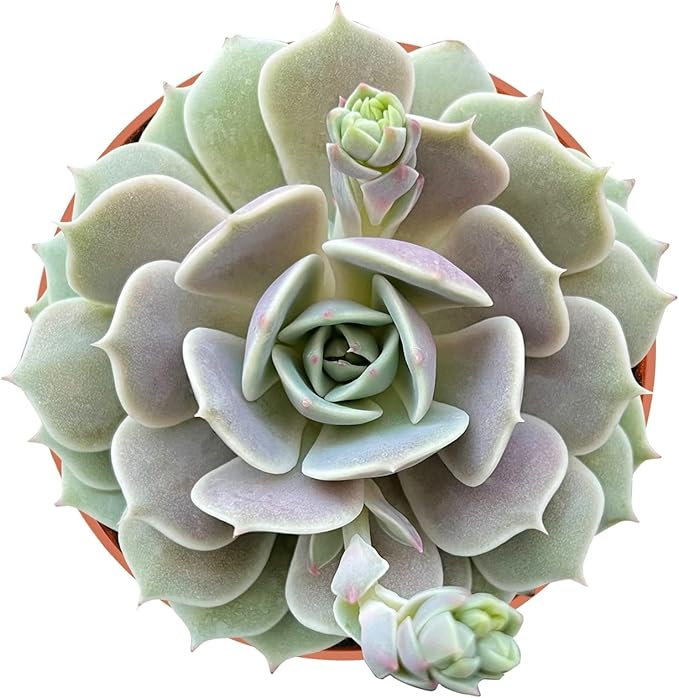 4-inch Succulent Echeveria 'Lola', Live Succulents Plants Fully Rooted in Pots with Soil, Easy-Care House Plants for DIY, Home Office Decoration