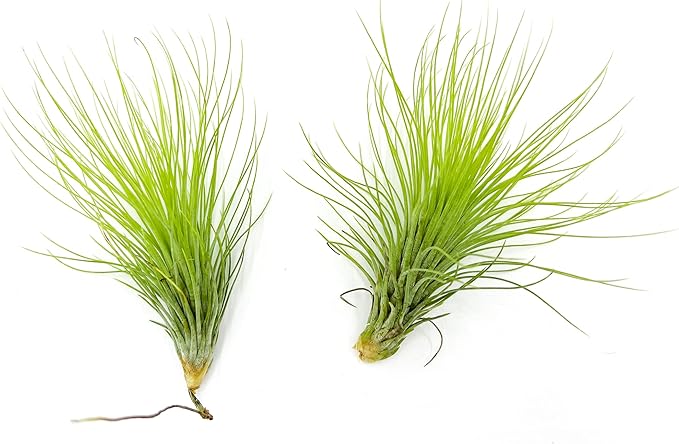 Air Plants - Tillandsia Andreana, Large 4-6" - 2ct - Live Arrival Gauranteed - House Plants for Home Decor & Gift