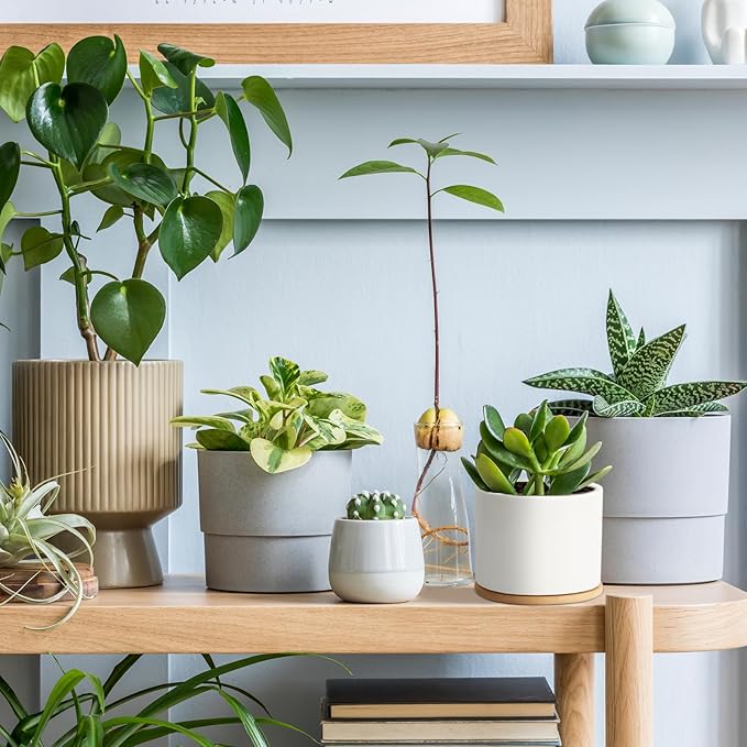 ZOUTOG Succulent Pots, White Mini 3.15 inch Ceramic Flower Planter Pot with Bamboo Tray, Pack of 6 - Plants Not Included