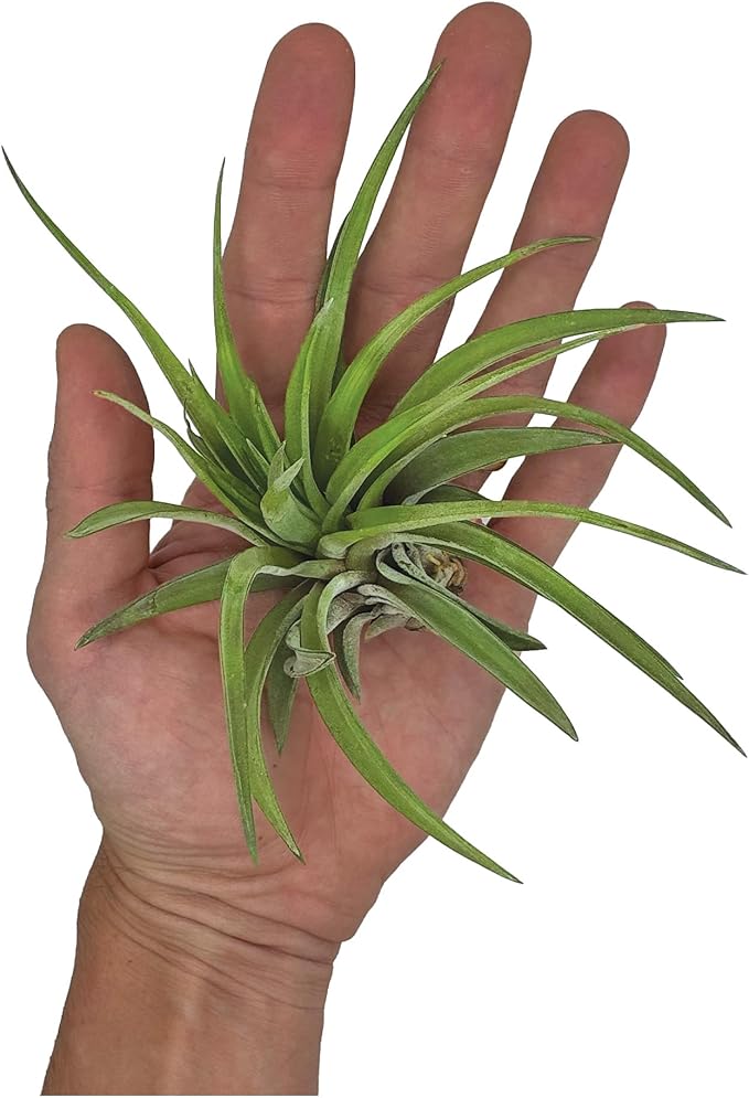 Air Plants - Tillandsia Brachycaulos Abdita, Large 4-6" - 5 ct - Live Arrival Guaranteed - House Plants for Home Decor & Gift