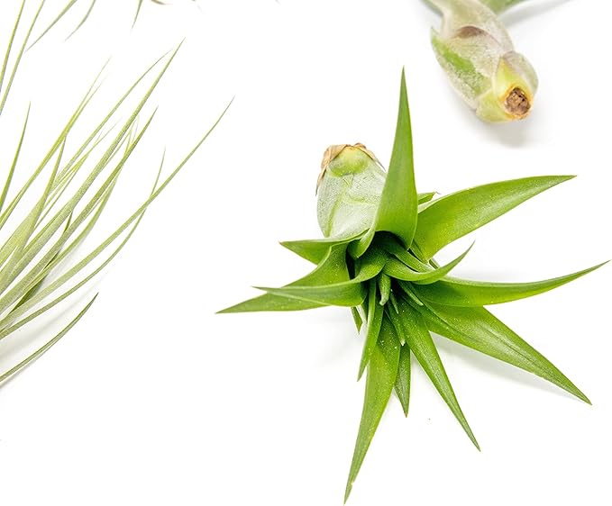 5 Pack of Classic Air Plants Variety - Live Succulent House Plants - Available in Wholesale and Bulk - Home and Garden Decor - Easy Care Indoor/Outdoor Air Plant