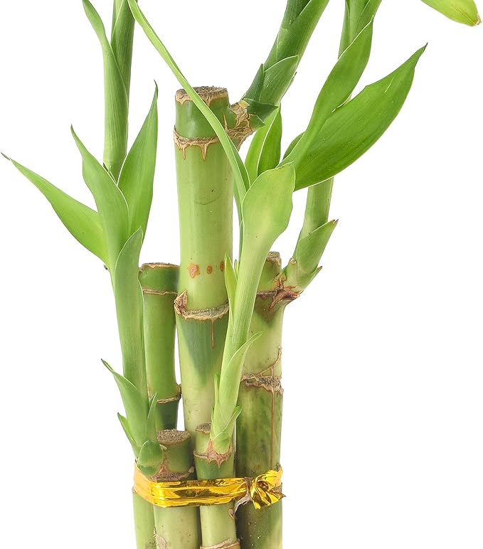 Arcadia Garden Products LV24 5-Stem Lucky Bamboo, Live Indoor Plant in Aged Wood Planter for Home, Work, or Gift, Medium ***Cannot Ship to Hawaii***
