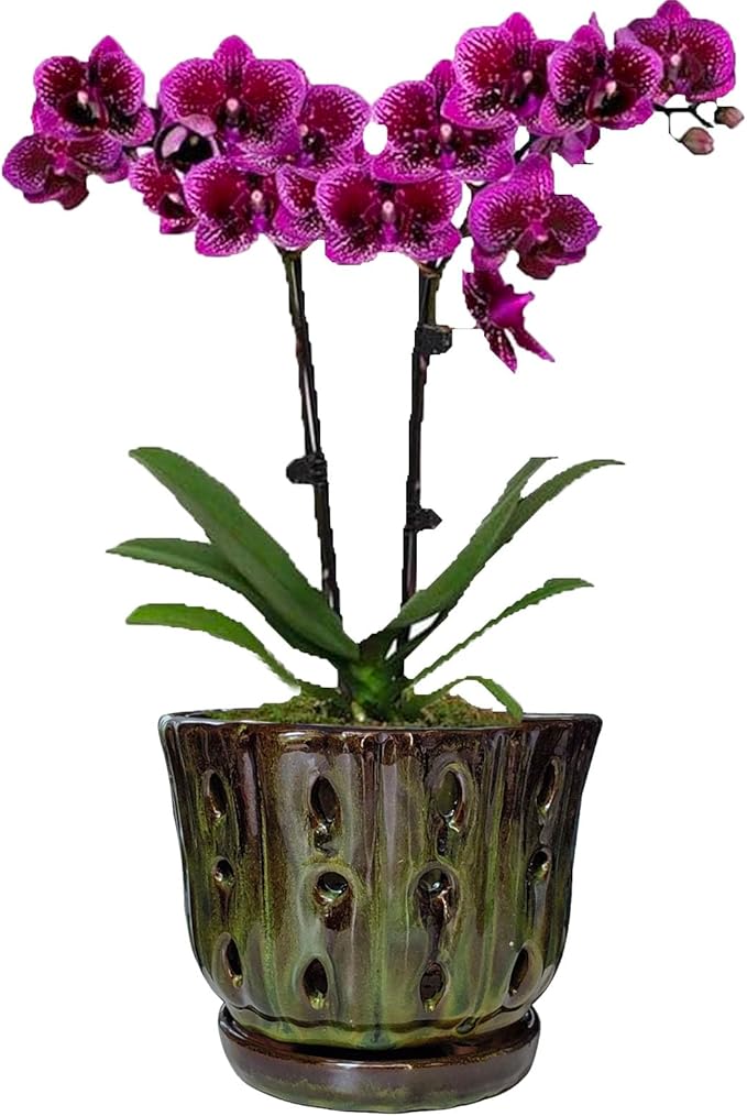 Ceramic Orchid Pots with Attached Saucer and Drainage Hole 6'' Orchid Planter (mossgreen)