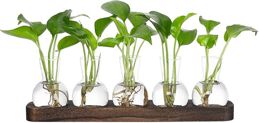 YIBOT Plant Propagation Stations,Glass Propagation Vases for Plants Terrarium with Wooden Tray Plant Lover Gifts for Propagating Hydroponic Plants Home Office Decor(5 Vase)