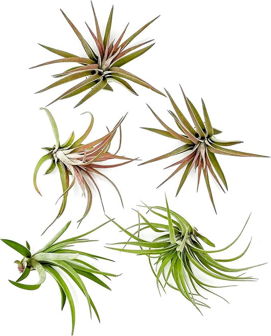 Air Plants - Tillandsia Brachycaulos Abdita, Large 4-6" - 5 ct - Live Arrival Guaranteed - House Plants for Home Decor & Gift