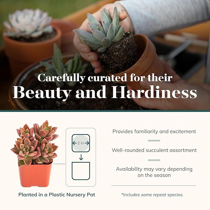 Shop Succulents Endless Summer Succulent Pack Collection - Live Mini Succulent Plants, Low Maintenance, Colors & Textures - Wedding and Party Favors, Gift & Garden, Pack of 20