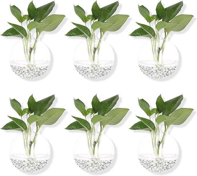Pack of 6 Glass Planters Wall Hanging Planters Round Glass Plant Pots Hanging Air Plant Pots Flower Vase Air Plant Terrariums Wall Hanging Plant Container