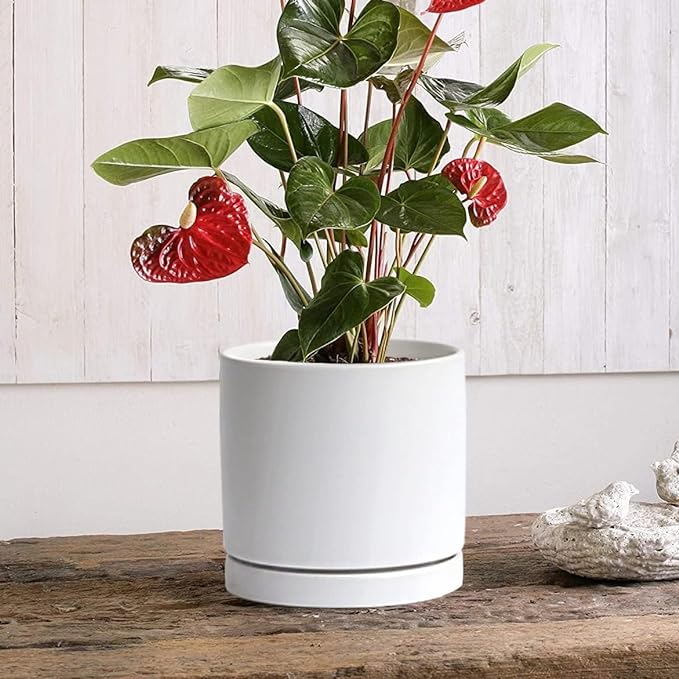 2 Pack Ceramic Plant Saucer Pot Tray 6 Inch, Planter Saucers 4 5 6 7 8 9 10 11 12 13 Inch for Indoors Outdoor, Durable Sturdy Flower Drainage drip Water Tray for Glazed Pots Base (6.4 Inch-White)