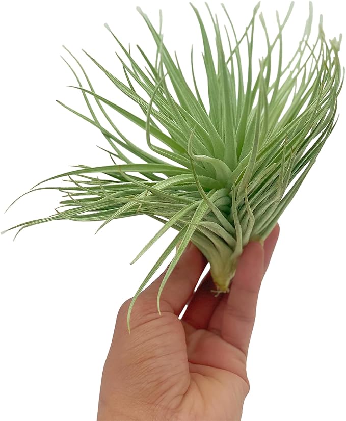 Air Plants - Flowering Tillandsia Rose BAER, Large 5" - 2ct - Live Arrival Guaranteed - House Plants for Home Decor & Gift