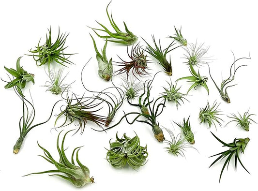 Air Plants Bulk - Tillandsia Variety Wholesale Pack, Regular 1-3" - 25ct - Live Arrival Guaranteed - House Plants for Home Decor & Gift