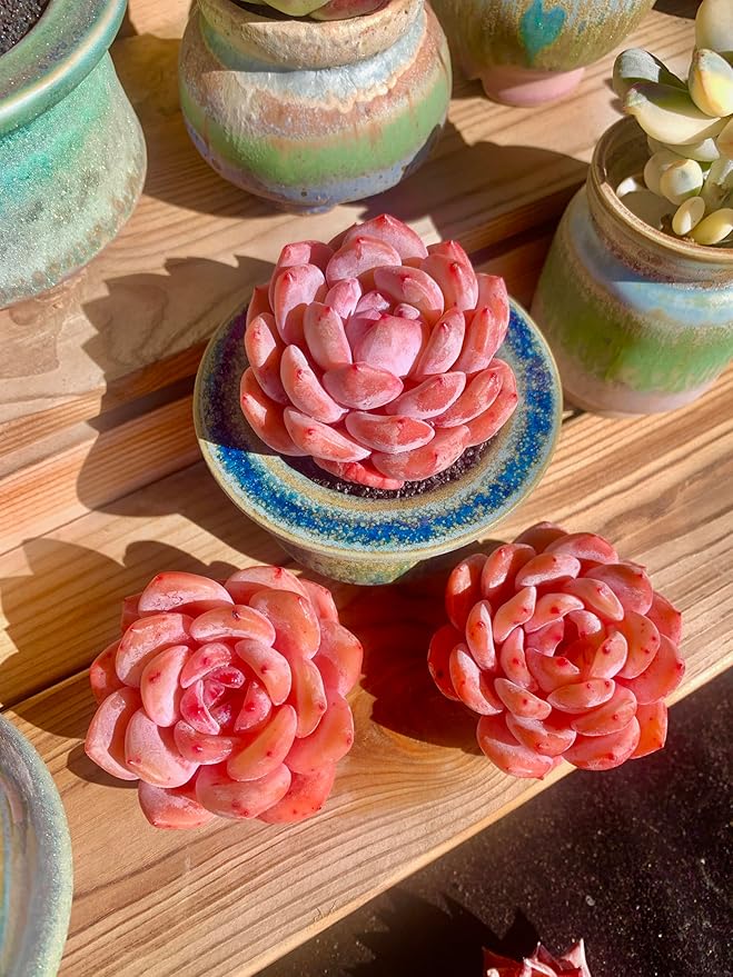 FWPP Live Succulents Plants Echeveria Snow Angel 2.5 inches,Rare red Succulents Bare Root Without Pot Soil, Live Plants Indoor Office Decoration Wedding and Gift