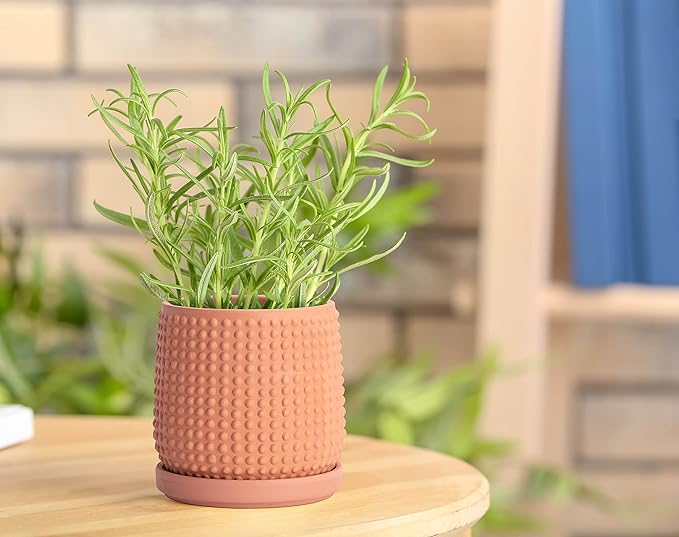 D'vine Dev Set of 2 Ceramic Plants Pots, 4 Inch Beaded Stoneware Flower Pot for Plants with Drainage Hole and Saucer, Terracotta, 27-E-Z-7