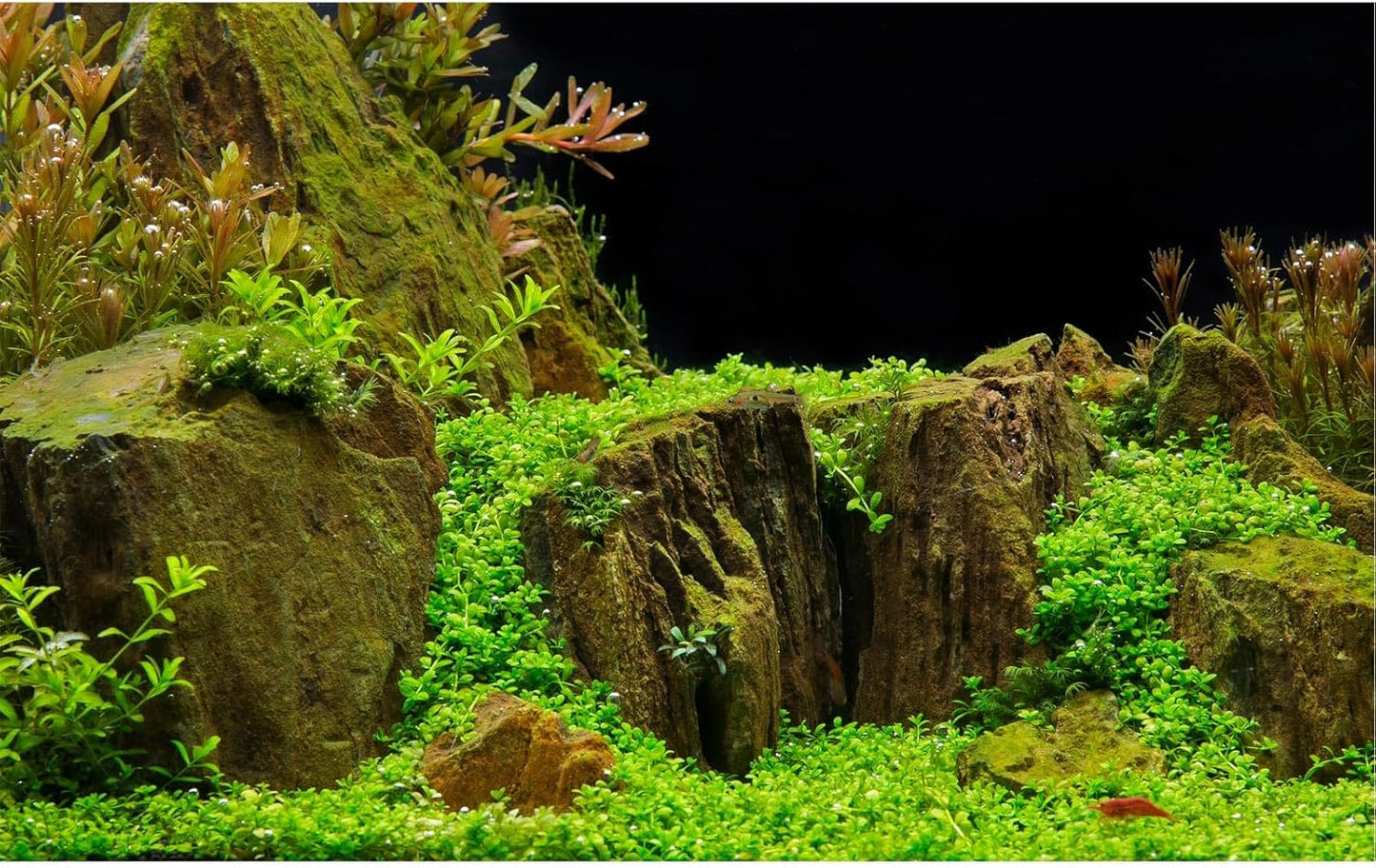 Aquarium Background Exquisite Underwater Grass with Moss Aquarium Backdrop Mysterious Stone Aquarium Background Durable Vivid and Fresh Leaves Background Tank Backdrop Decor Vinyl 30x18in