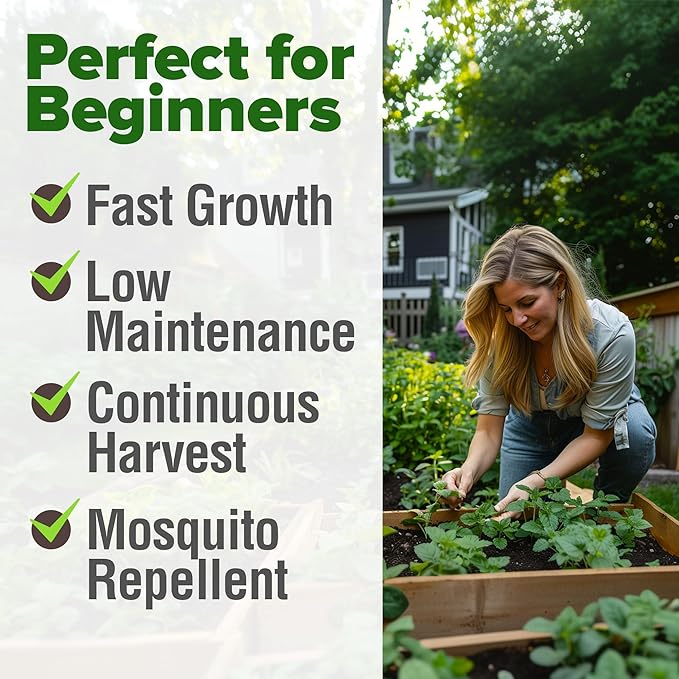 HOME GROWN 𝗨𝗦𝗔 𝗣𝗥𝗘𝗠𝗜𝗨𝗠 Lemon Balm Seed Pack - 403 Non-GMO USA Heirloom Herbal Tea Seeds - Bulk Lemon Balm Seeds for Planting Gardens Indoors or Outdoors - Herb Seeds (Melissa officinalis)