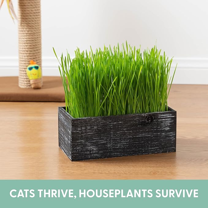 The Cat Ladies Cat Grass Kit with Black Rustic Wooden Planter, Organic Cat Grass Seeds and Soil. Easy to Grow Cat Grass for Indoor Cats. Prevent Hairballs and Aid Digestion