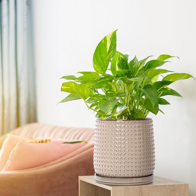 D'vine Dev 6 Inch 4 Inch Ceramic Indoor Planter Pots with Drainage Hole and Saucer, Beaded Design Flower Pots, Set of 2, Light Brown, 27-D-U-4