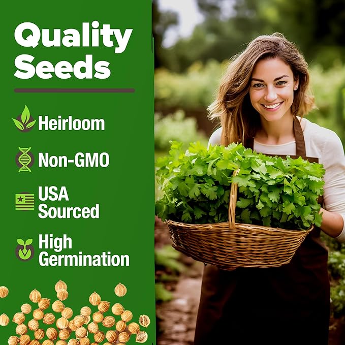 HOME GROWN Cilantro Seeds 250 Calypso & 250 Santo Cilantro for Planting Indoors, Hydroponics or Aerogarden - Heirloom, Non-GMO, Santo Plant, for Your Indoor Herb Garden
